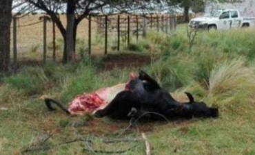 Indignante: Faenaron a “Porota” una vaca que era para investigación