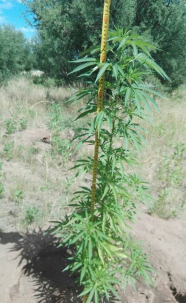 CULTIVABA MARIHUANA Y NO LO DETUVIERON
