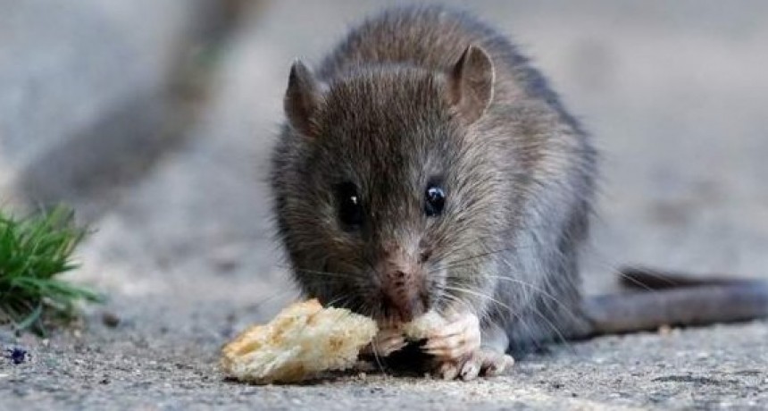 Hantavirus: ¿qué es, cómo se contagia y cómo se previene?