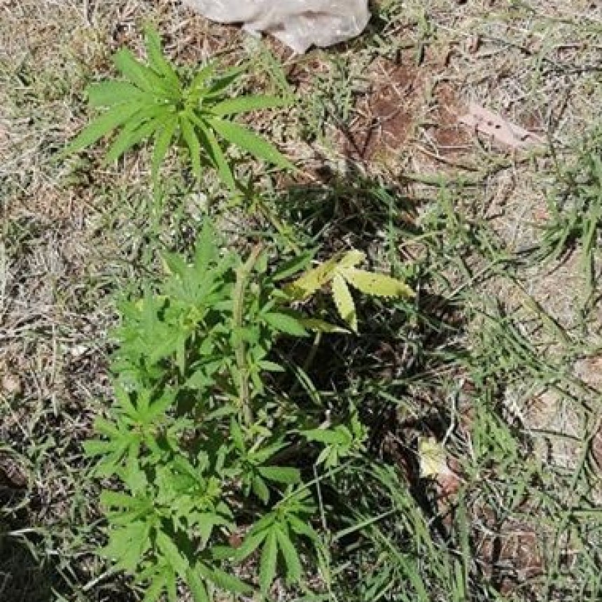 INCAUTAN PLANTAS DE CANNABIS EN LUAN TORO