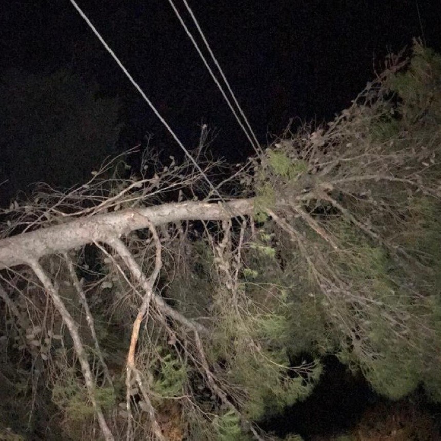 LA CAIDA DE UN ARBOL CAUSO EL CORTE DE LUZ
