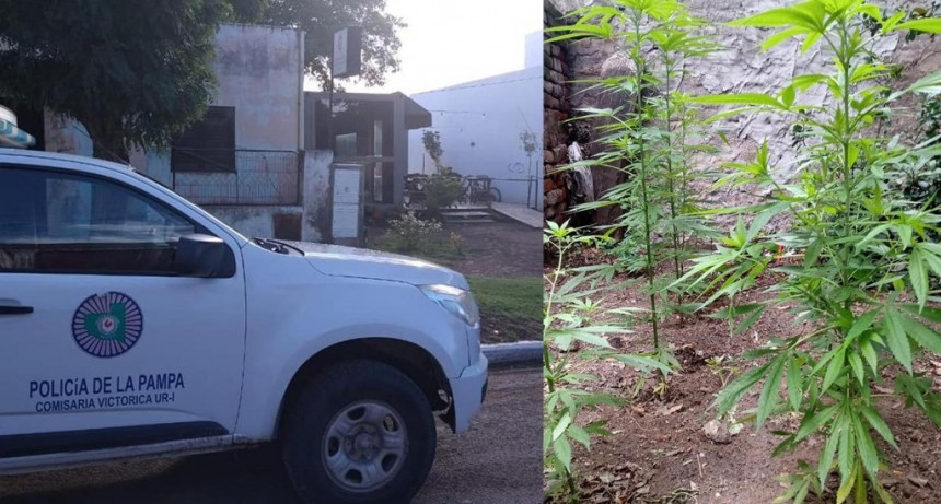 VICTORICA: ENCUENTRAN PLANTAS DE MARIHUANA, VIOLACION AL ART. 205 Y CLAUSURA DE LOCAL