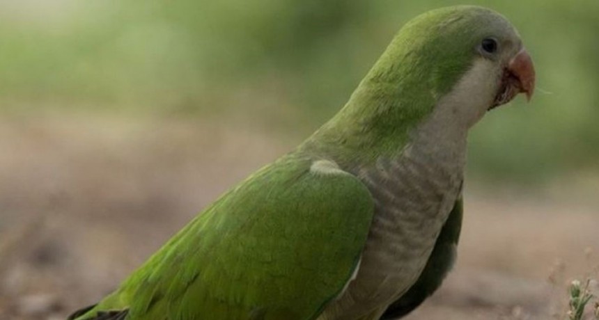 Detectan dos casos de psitacosis en Santa Isabel