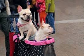 El auge del perrihijo y los gathijos: el alerta de los veterinarios