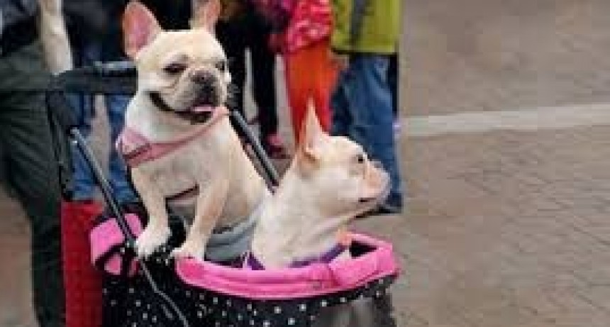 El auge del perrihijo y los gathijos: el alerta de los veterinarios