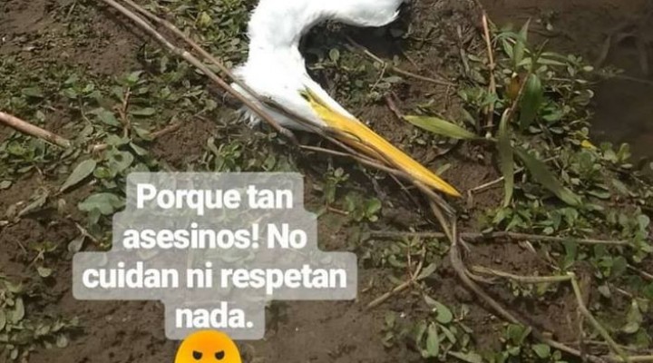Nuevos desmanes en Los Pisaderos