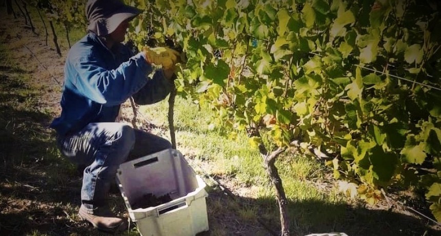 Arrancó la vendimia en la provincia de La Pampa
