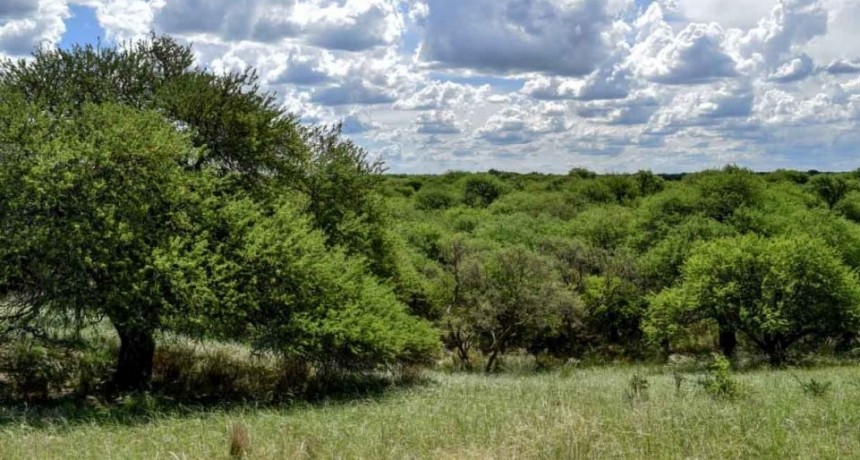 LA PAMPA QUIERE CREAR EL PARQUE NACIONAL DEL BOSQUE DEL CALDÉN