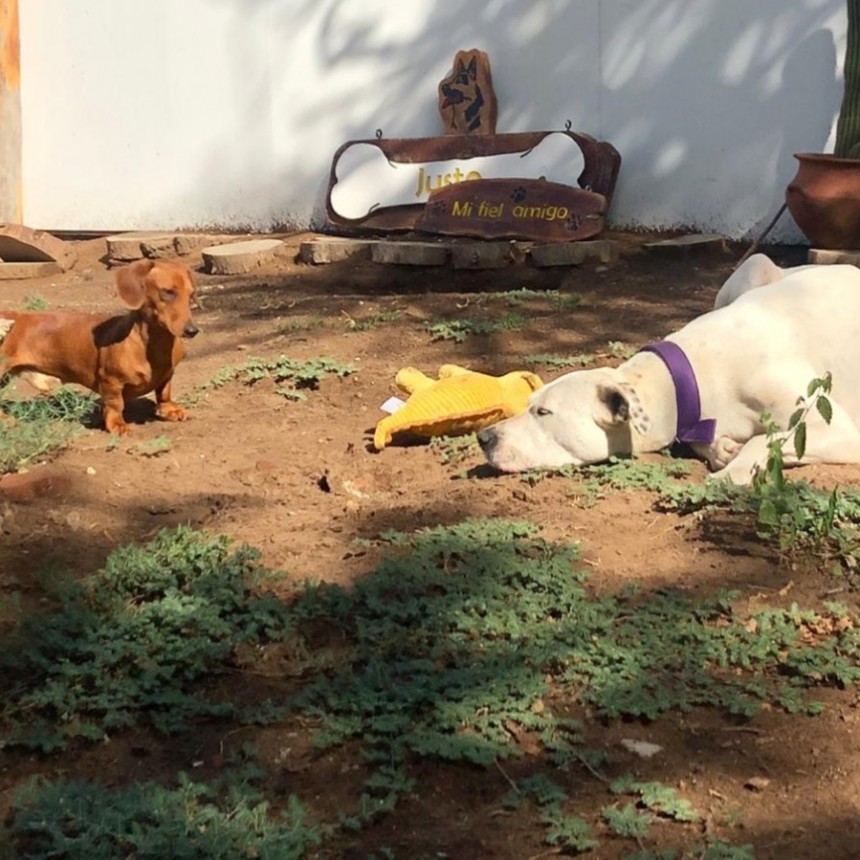 CARRO QUEMADO: TENDRÁ UN HOTEL CANINO