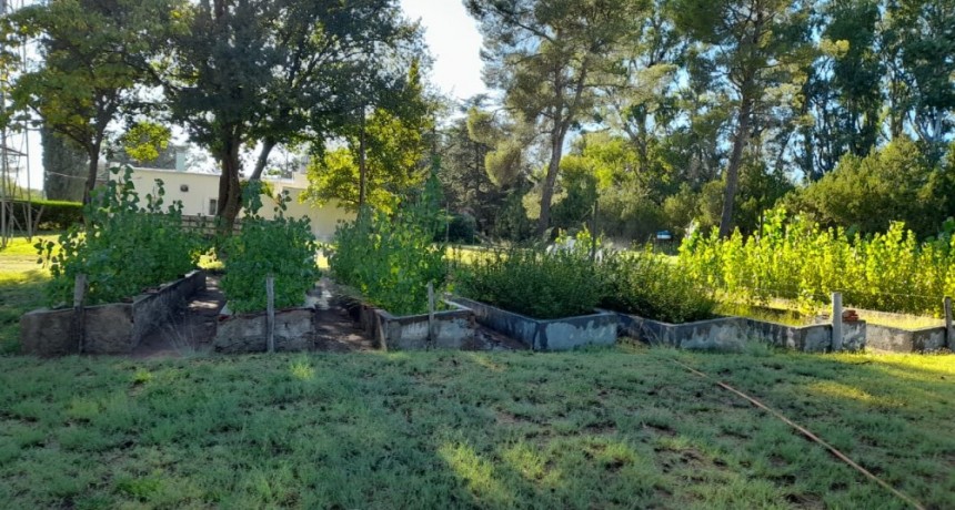 Victorica: Elaboran plan de forestación para mejorar el arbolado urbano local