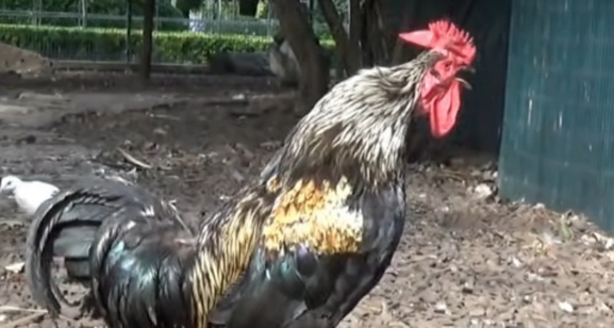 El gallo empieza a cantar a las 5 de la mañana cuando prende la luz... AHORA, DEBERÁ PAGAR UNA MULTA DE $40MIL POR RUIDOS MOLESTOS