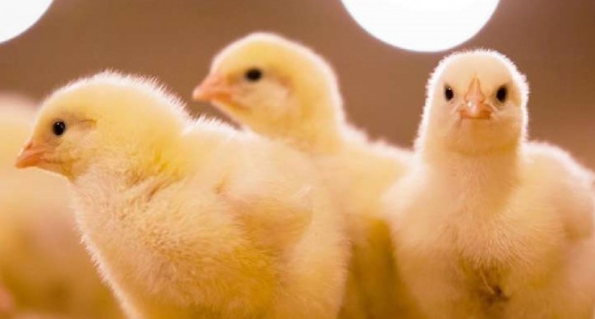 Gripe aviar: prohíben la venta de aves vivas en todo el país