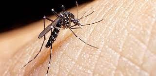 Dengue: advierten que 