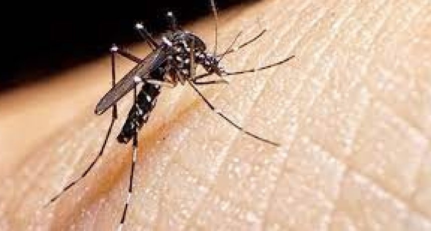 Detectaron el primer caso autóctono de dengue en La Pampa 