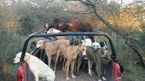 La Pampa habilitó la caza de jabalí con jauría y fijó requisitos estrictos 