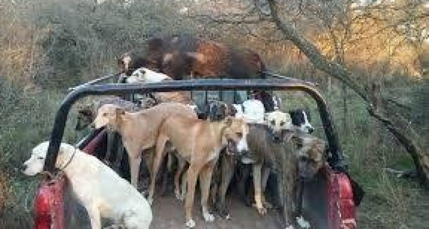 La Pampa habilitó la caza de jabalí con jauría y fijó requisitos estrictos 