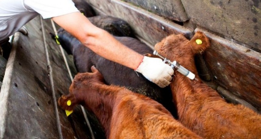 Comienza la primera campaña anual de vacunación contra la aftosa y la brucelosis