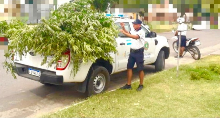 SE LES FUE LA MANO CON EL FERTILIZANTE: SECUESTRAN PLANTAS DE MARIHUANA DE 3 MTS DE ALTURA