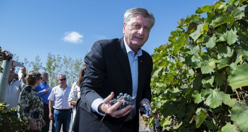 Comenzó hoy la tradicional vendimia en Casa de Piedra: “Las bodegas tienen vinos de mucha calidad” aseguró Ziliotto