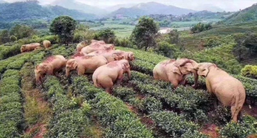  Como dijo la Mona Gimenez...Quieeennnnn se ha atomado todo el vino:  14 elefantes entran a un viñedo, toman vino y duermen la siesta en China en plena cuarentena
