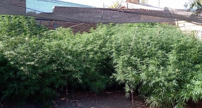 VICTORICA: SECUESTRAN PLANTAS DE MARIHUANA DE 2,90 MTS. DE ALTURA