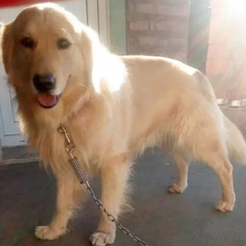 Murió atropellado Catriel, el perro de la caminera, se investiga si hubo negligencia del personal policial