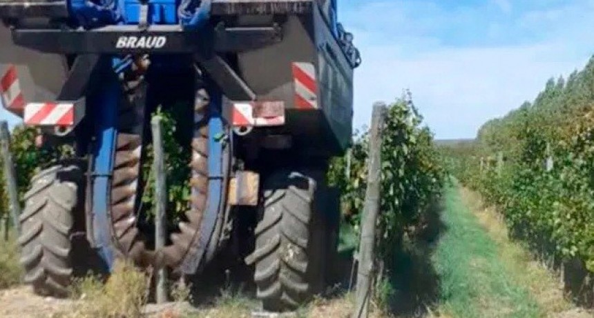 Certifican cosecha récord de uva pampeana para vinificar