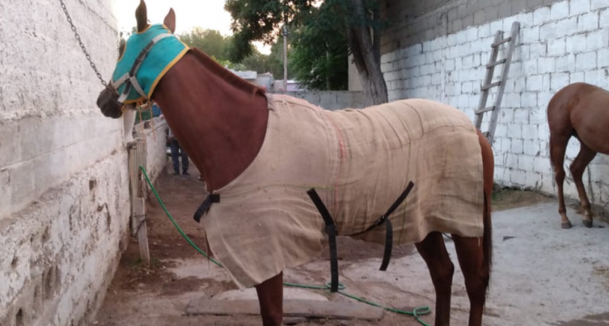 Robaron una yegua de un millón de pesos del Hipódromo de Santa Rosa 