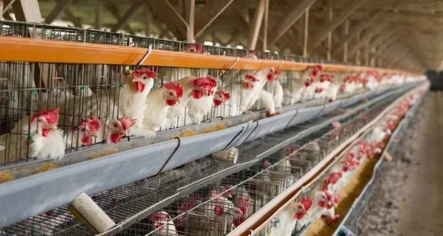 Murieron 240 mil gallinas en Mar del Plata y Río Negro por gripe aviar