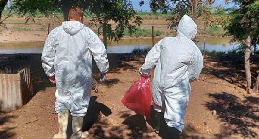 Detectan en La Pampa el primer caso de gripe aviar 