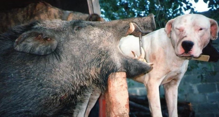 Un proyecto de ley busca prohibir que los perros participen en la caza de animales salvajes
