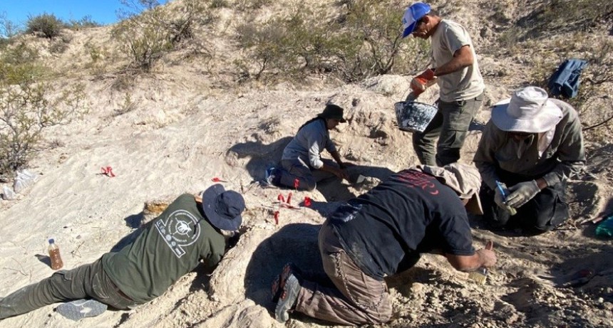 Hallan restos de un Titanosaurio en 25 de Mayo