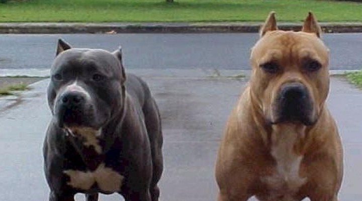 Perro muerde…dueño paga