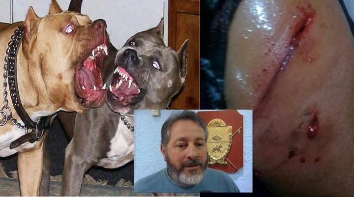 Son razas muy peligrosas y creo que deberían estar prohibidas para el área pública