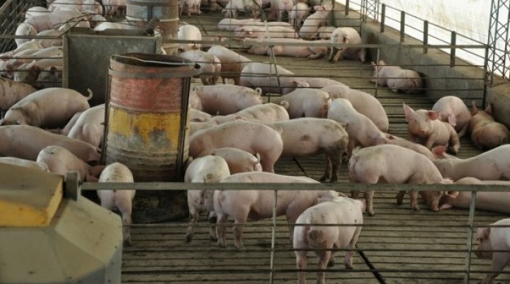 SE PROHÍBE LA ENTRADA DE CARNE DE CERDO DE ESTADOS UNIDOS