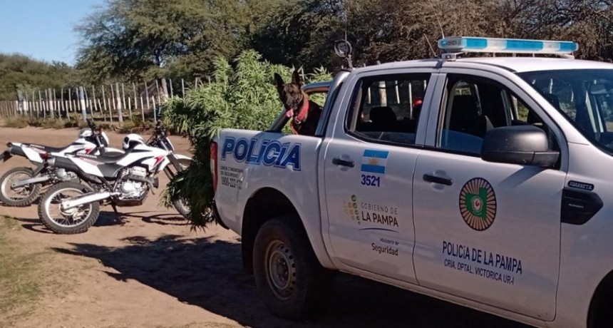 SECUESTRAN PLANTA DE MARIHUANA DE 3 MTS DE ALTURA