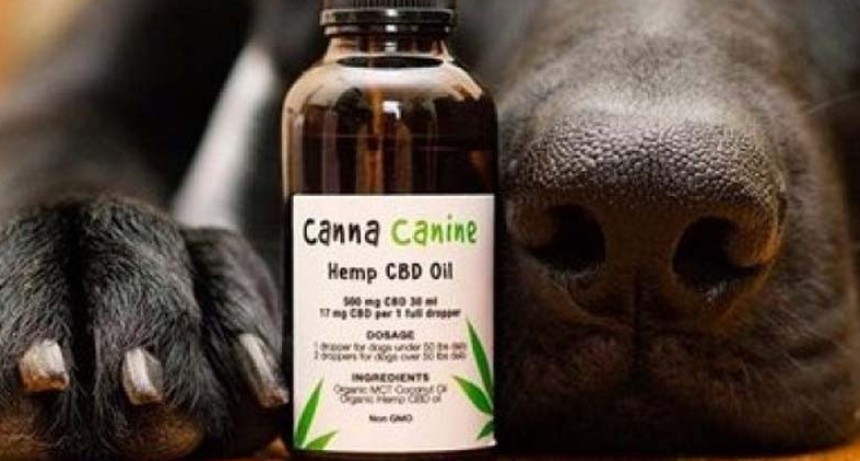 Crece el uso medicinal del cannabis en mascotas y piden su reglamentación