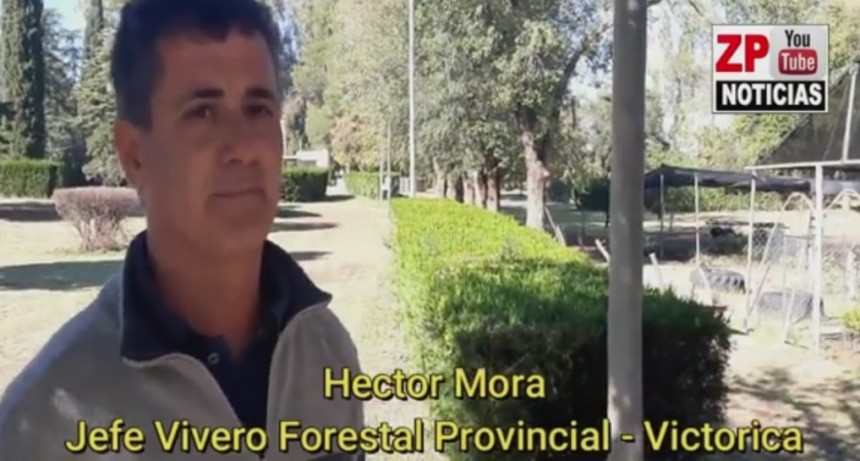 TENEMOS A LA VENTAS NUEVAS ESPECIES Y CON EL INVERNADERO LOGRAMOS HACER PINOS ACA EN EL VIVERO
