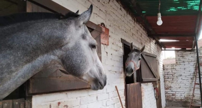 Dos caballos de carreras murieron electrocutados en un stud de Victorica 