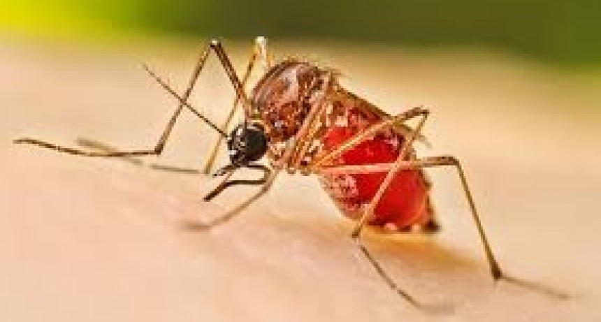 DENGUE: Victorica, con un caso, se sumó al listado provincial