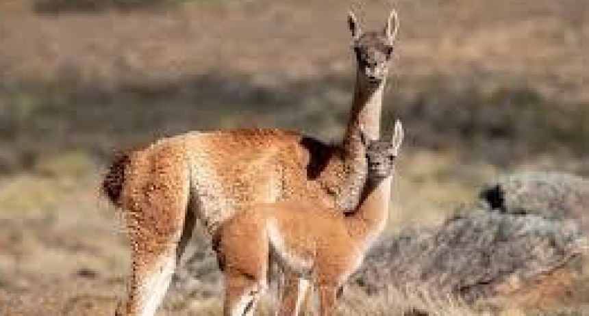 Carne de guanaco: A $6.500 el kilo...llegar&aacute; a La Pampa?