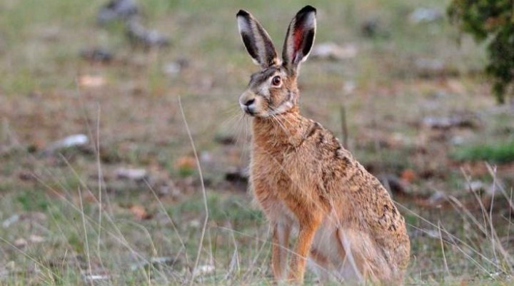 El 21 de mayo inicia la temporada de caza de liebre