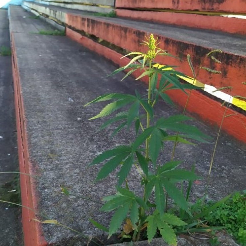 Dos meses sin fútbol y en la tribuna de una cancha del ascenso creció marihuana