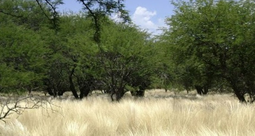 PARQUE NACIONAL ENTRE VICTORICA Y TELEN