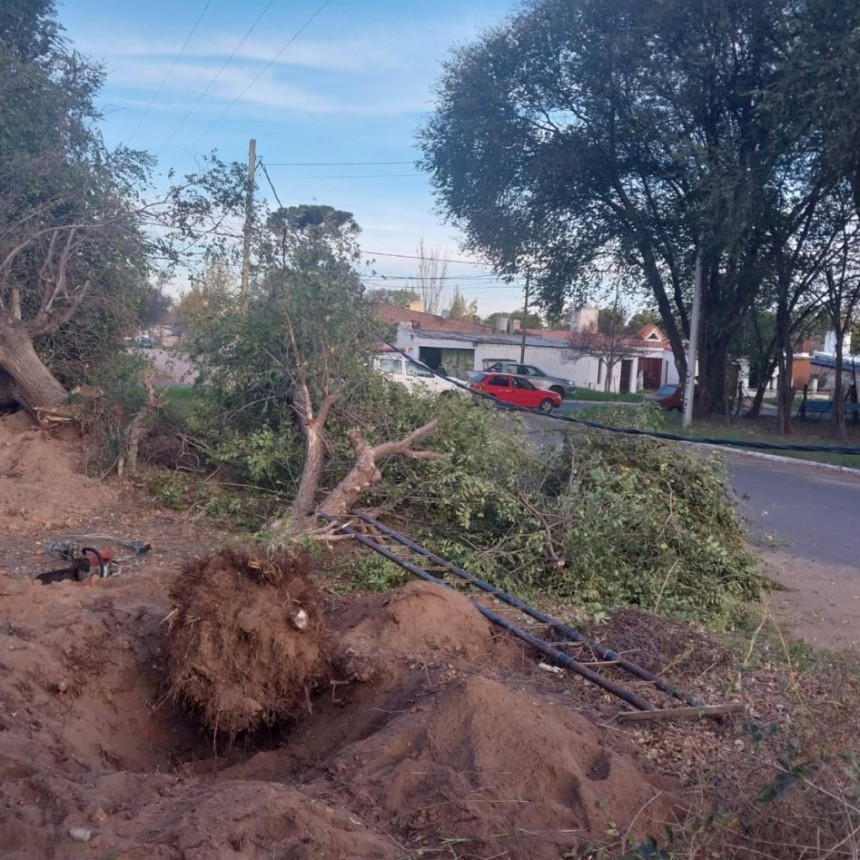 SACABAN UN ARBOL Y DEJARON SIN LUZ A MEDIO PUEBLO