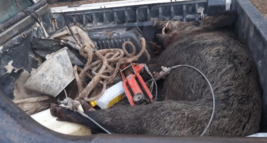 Telen: Infracción a la ley 1194 de Protección de Fauna Silvestre