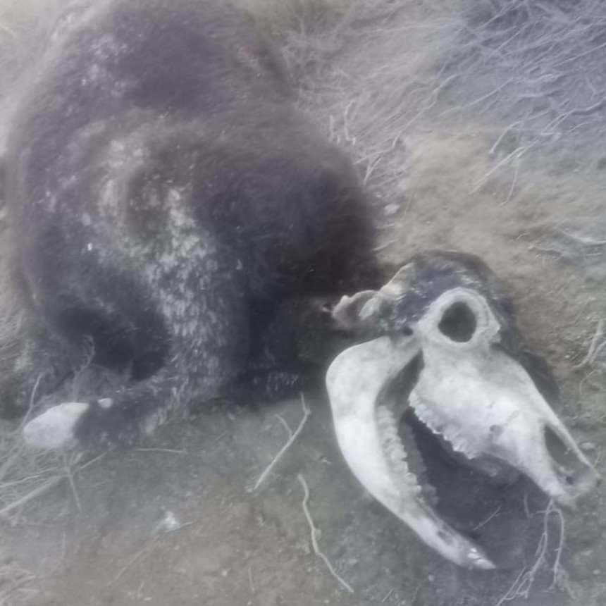 GANADO MUTILADO EN UN CAMPO DEL OESTE