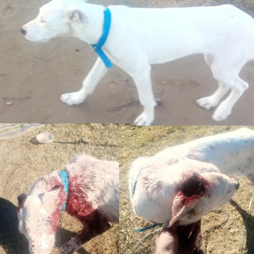 LE ROBARON LA MASCOTA, LA ENCONTRÓ LASTIMADA, LA HABIAN USADO PARA CAZAR CHANCHOS