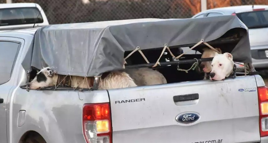 Declaran inconstitucional la caza con jauría en La Pampa 