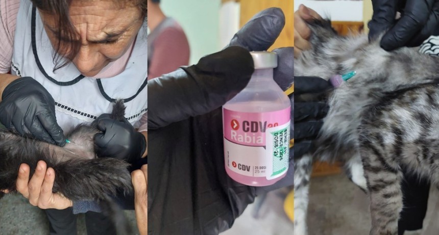 VICTORICA: Detectaron un murci&eacute;lago con rabia y activaron un operativo preventivo